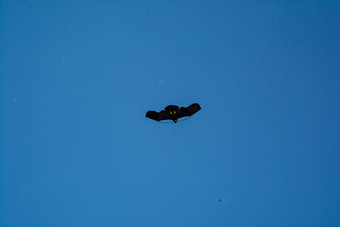 一只老鹰风筝正在翱翔