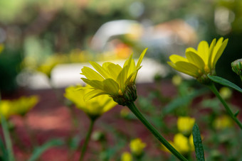 夏天户外公园盛开的黄色茼蒿小花