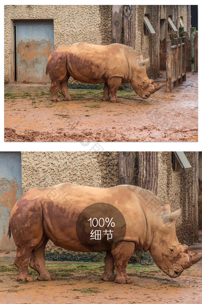 清新动物园的大犀牛