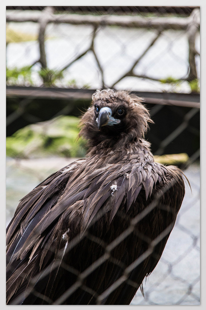 霸气动物园的老鹰图片