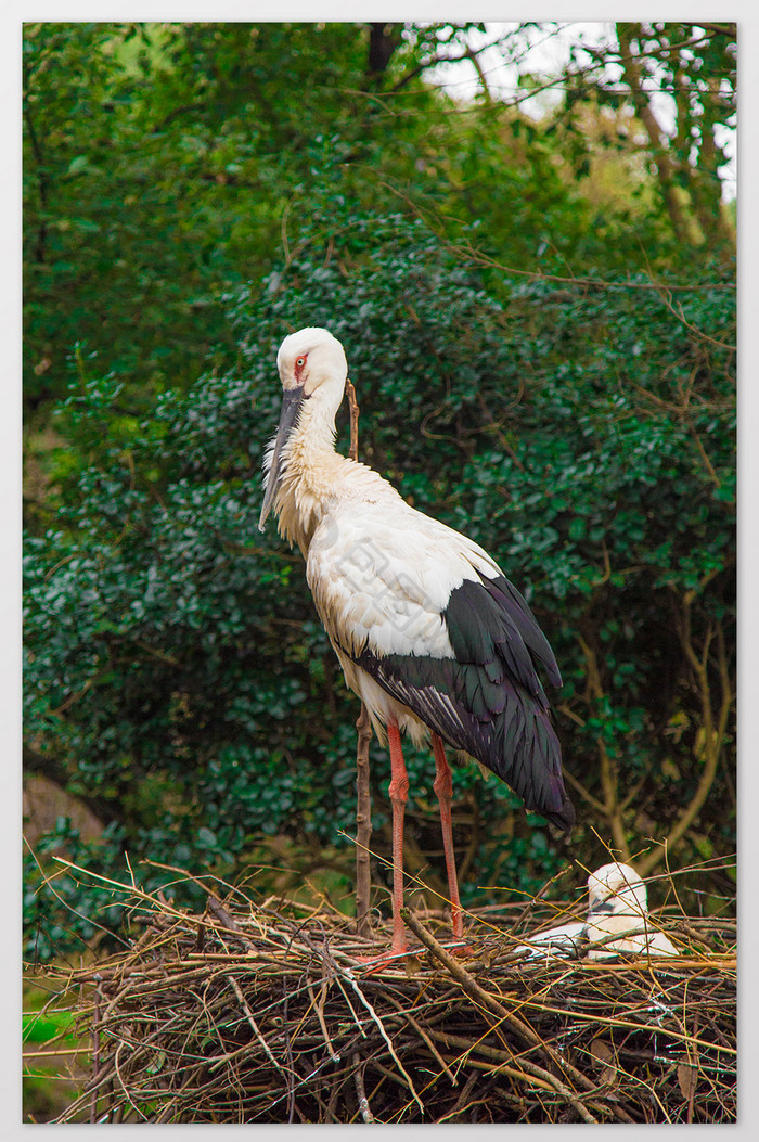 清新丛林里的白鹤图片