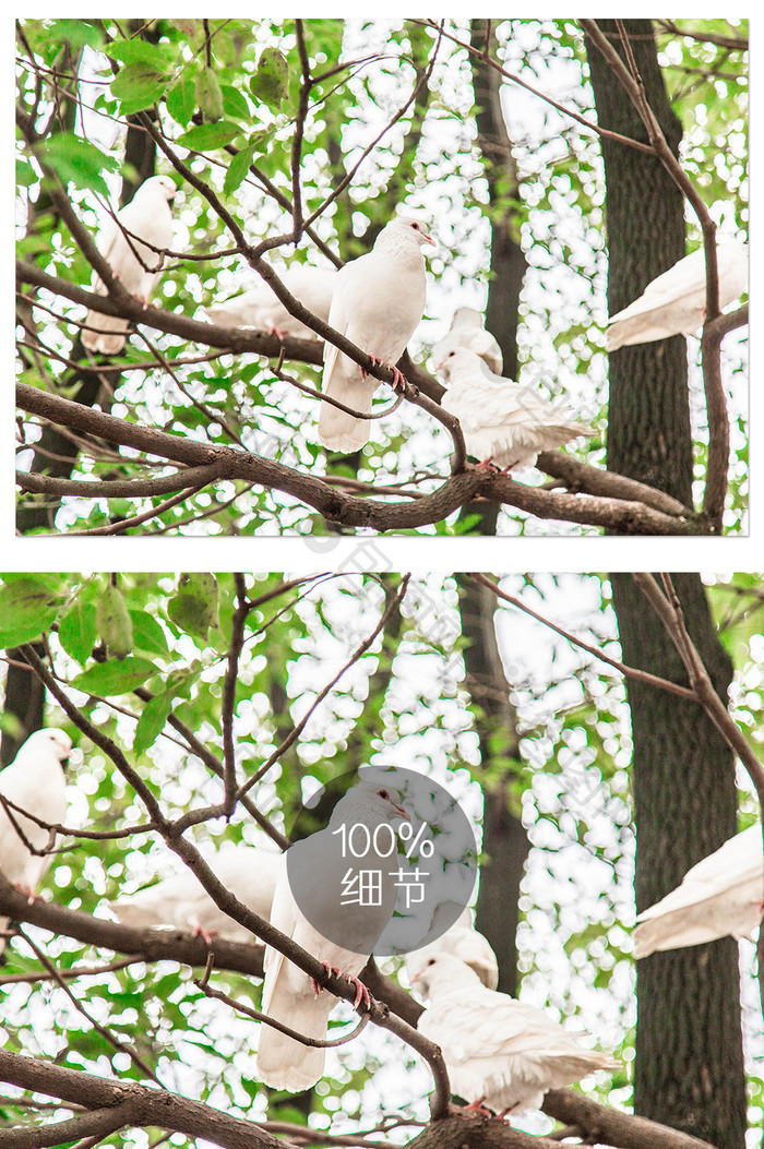 清新树枝上的白鸽子