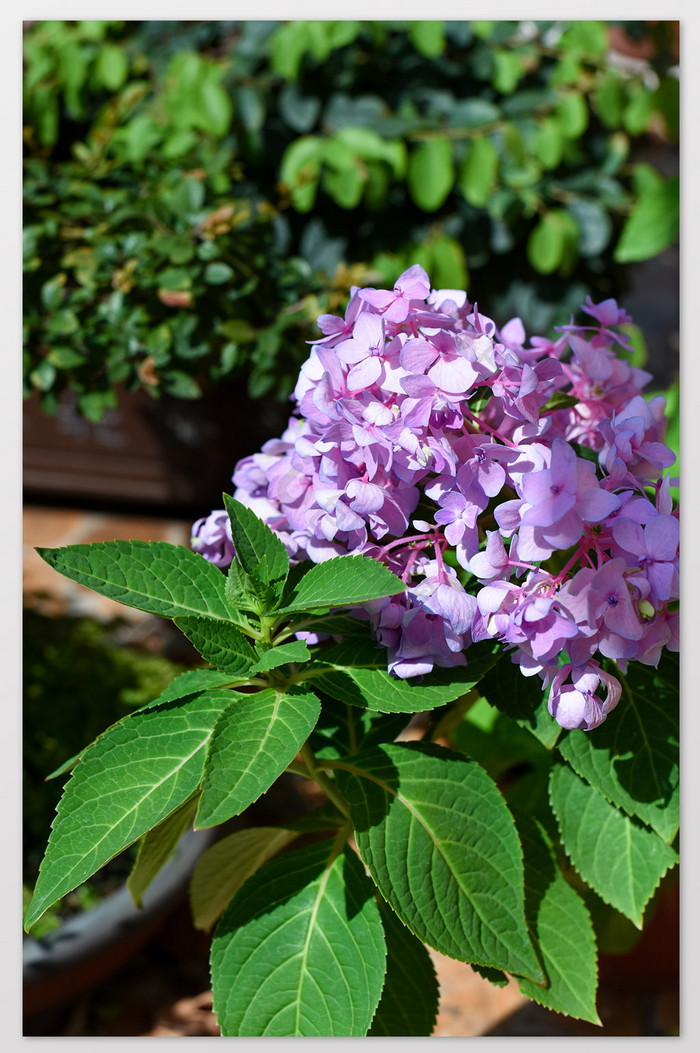 无尽夏蓝色粉色绣球花卉观花植物摄影图片1