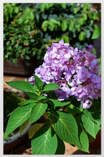 无尽夏蓝色粉色绣球花卉观花植物摄影图片1图片