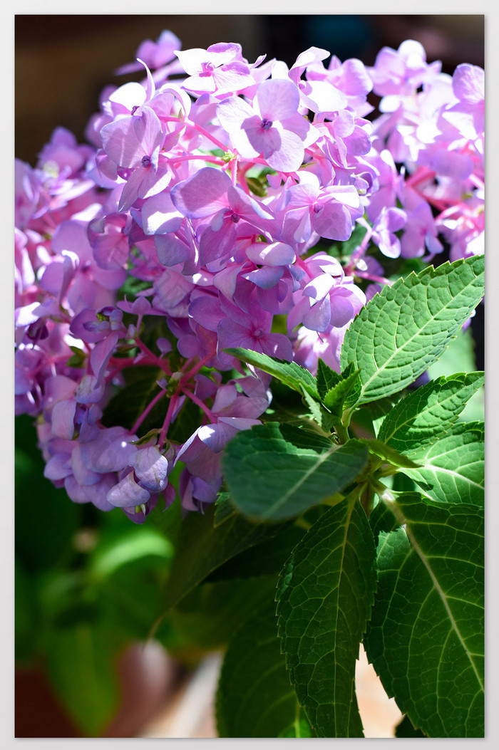 无尽夏蓝色粉色绣球花卉观花植物摄影图片3