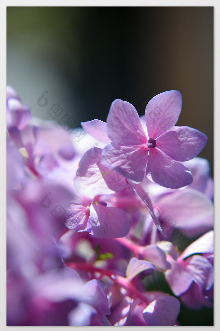 无尽夏蓝色粉色绣球花卉观花植物摄影图片5