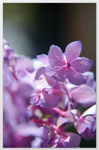 无尽夏蓝色粉色绣球花卉观花植物摄影图片5图片