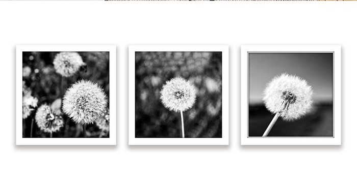 黑白蒲公英植物花朵艺术装饰画