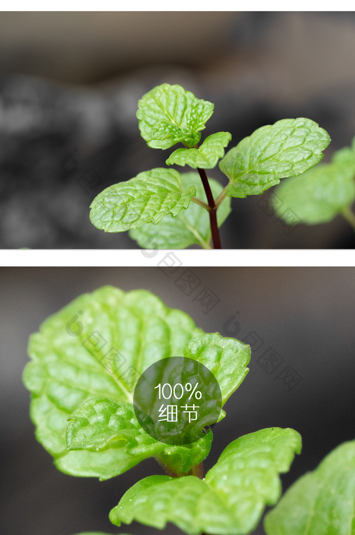 春季薄荷植物新芽