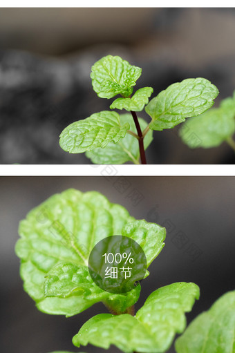 春季薄荷植物新芽摄影图图片