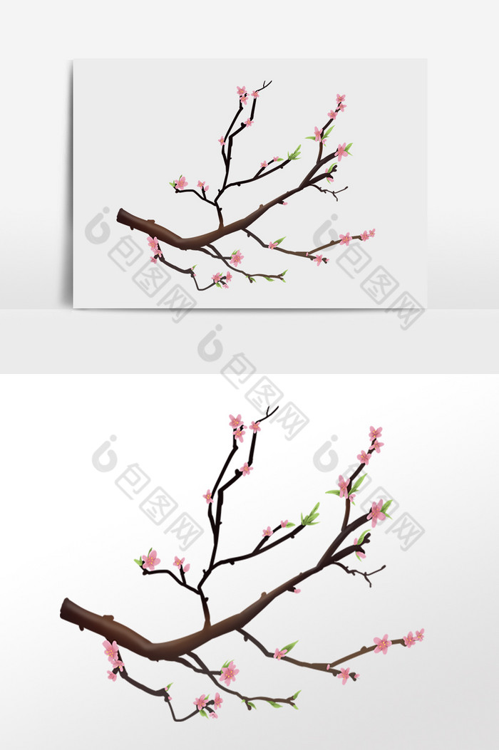 春季绽放樱花树枝花枝插画图片图片