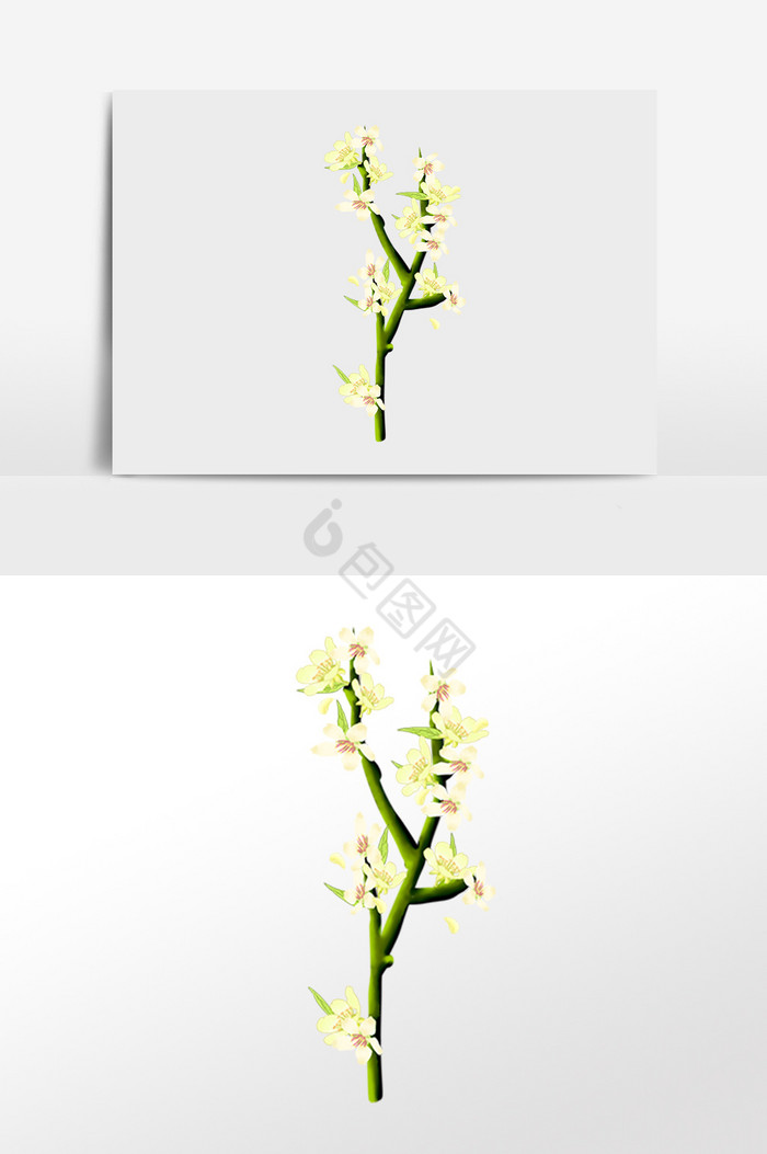 春季植物樱花花朵插画图片