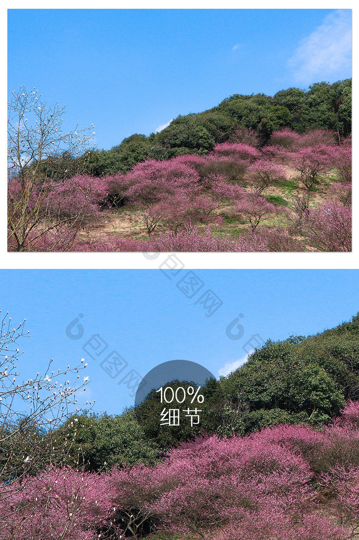 春季自然风景满山梅花盛开摄影图片