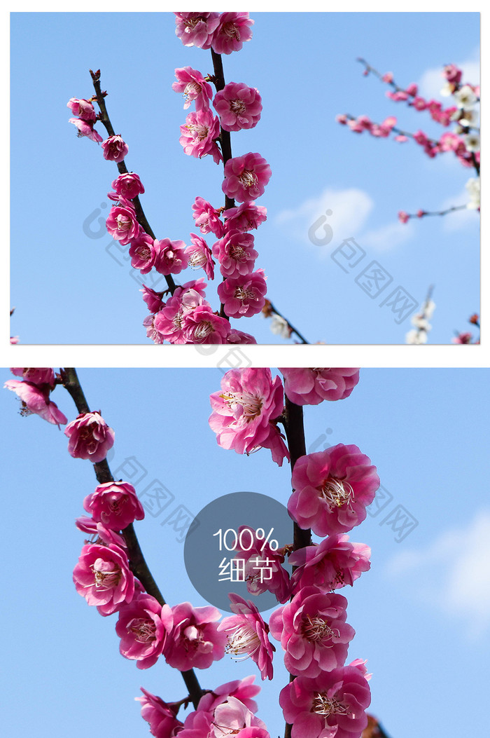 春季自然风景梅花盛开在枝头摄影图片