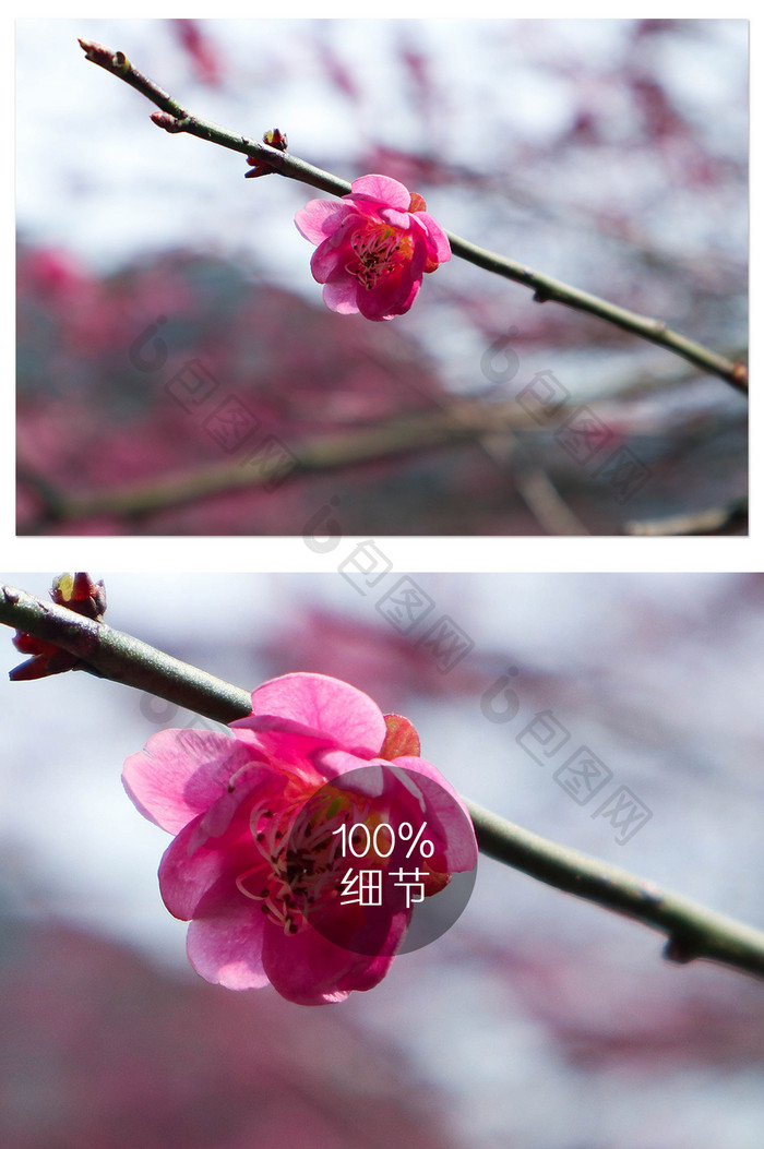 春季枝头梅花盛开摄影图片