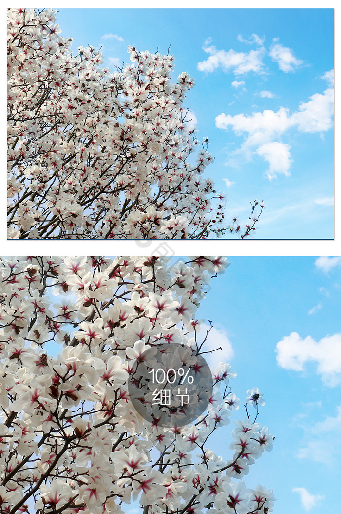 春天枝头盛开白玉兰局部摄影图片