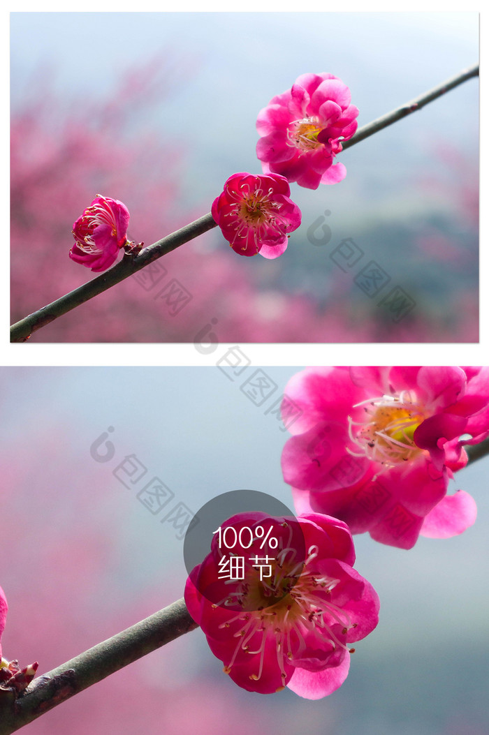 春季自然风景梅花大特写摄影图片图片