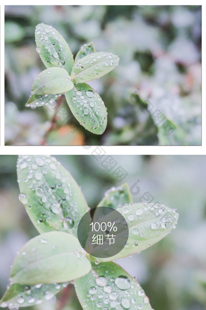 雨后植物的摄影图