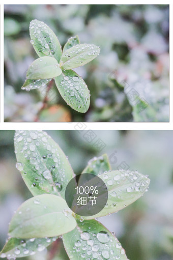 雨后植物的摄影图图片