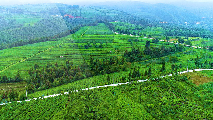 航拍碧绿茶山超清视频素材