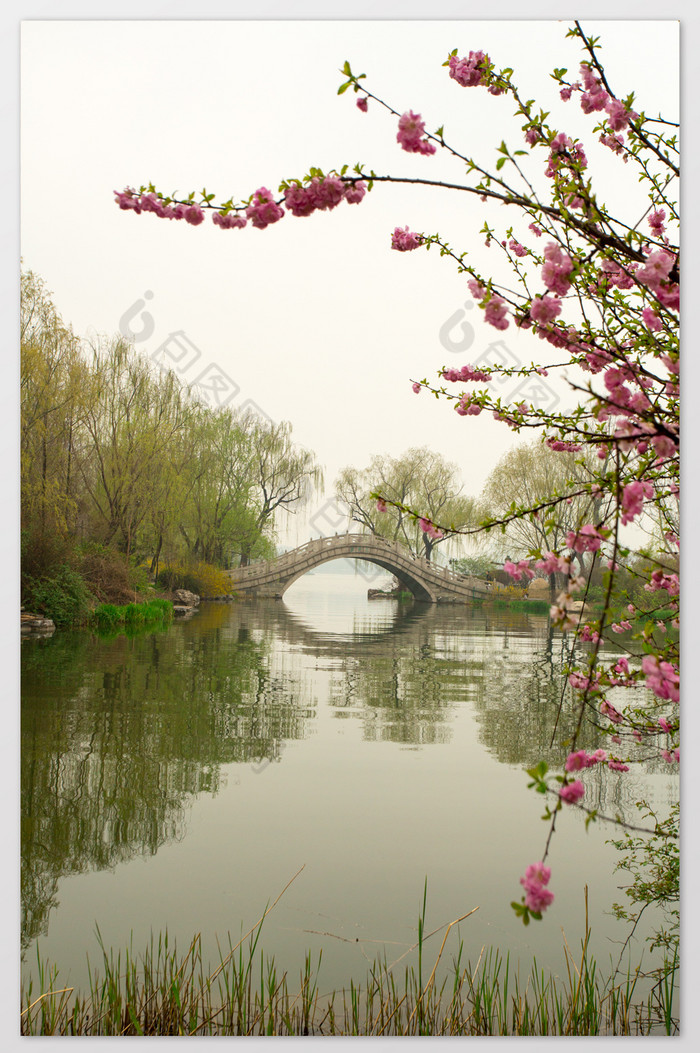 简约鲜花花卉图片