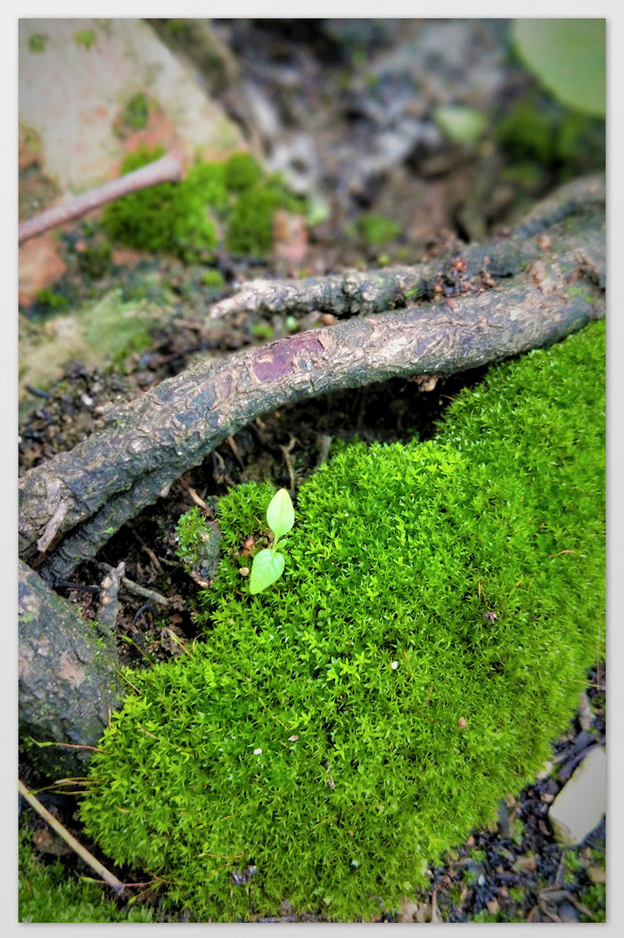 清新绿色苔藓和萌发的幼苗摄影图片