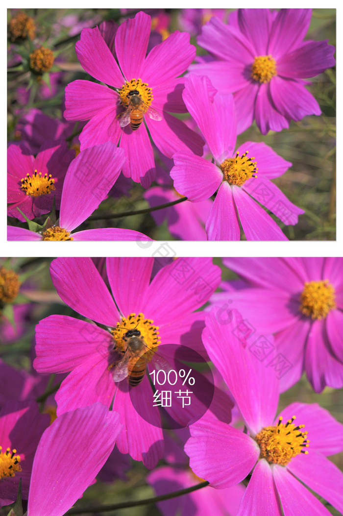 野外紫红色波斯菊和蜜蜂摄影图片