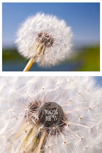 素材图片蒲公英图片共 22个结果所有:全部广告设计电商淘宝背景元素