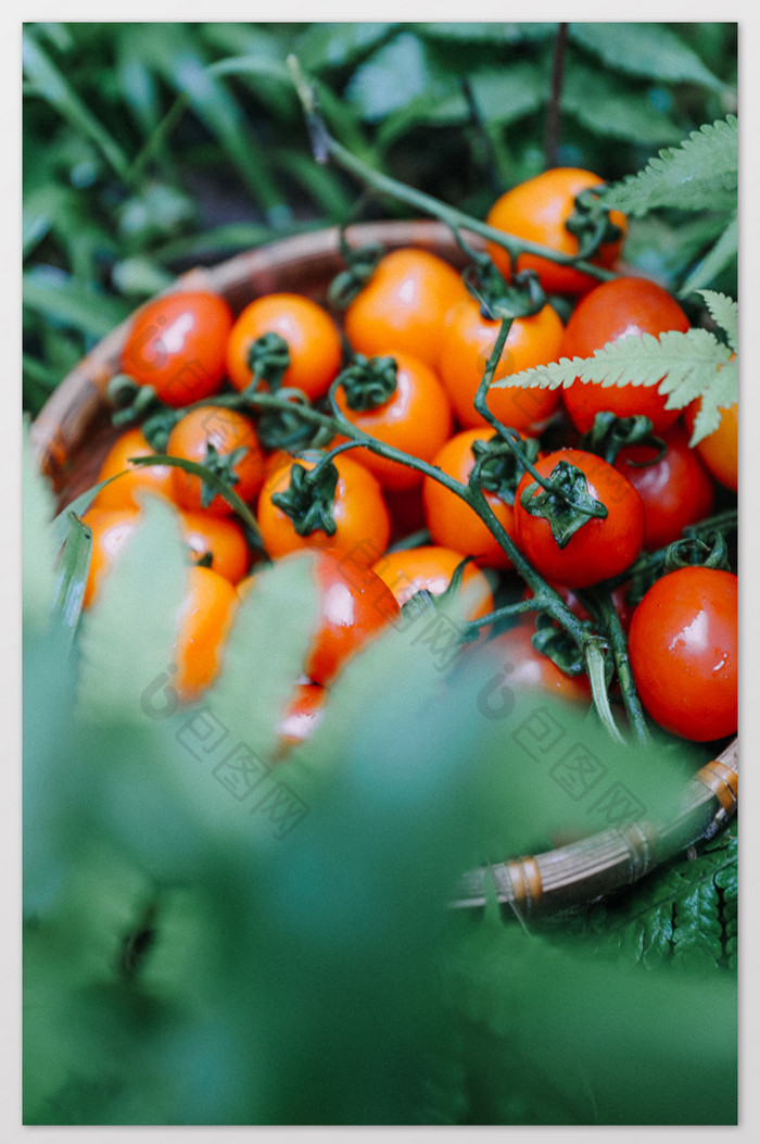 草地上的彩色小番茄图片图片