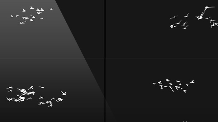 4组带通道群鸟飞过合成视频素材