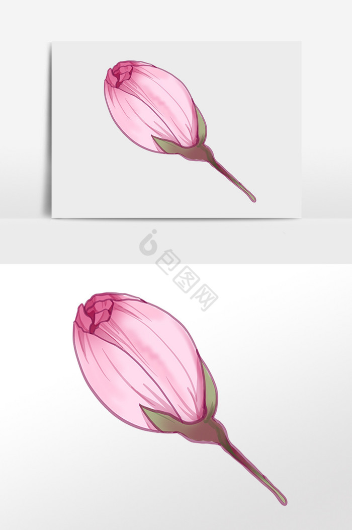 樱花植物花骨朵插画图片