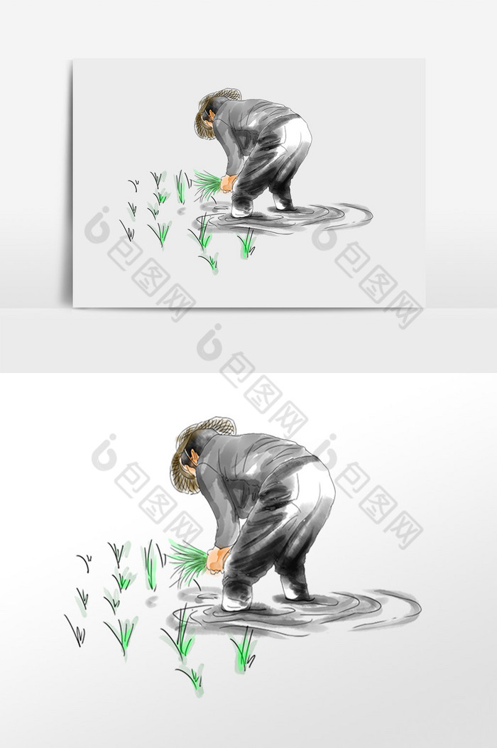 春季栽种水稻插画