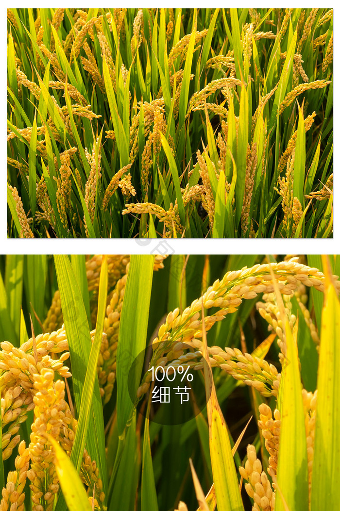 丰收的水稻摄影图