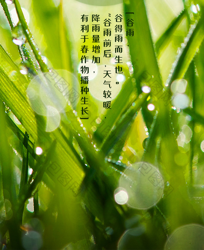 绿色简洁二十四节气之谷雨手机配图