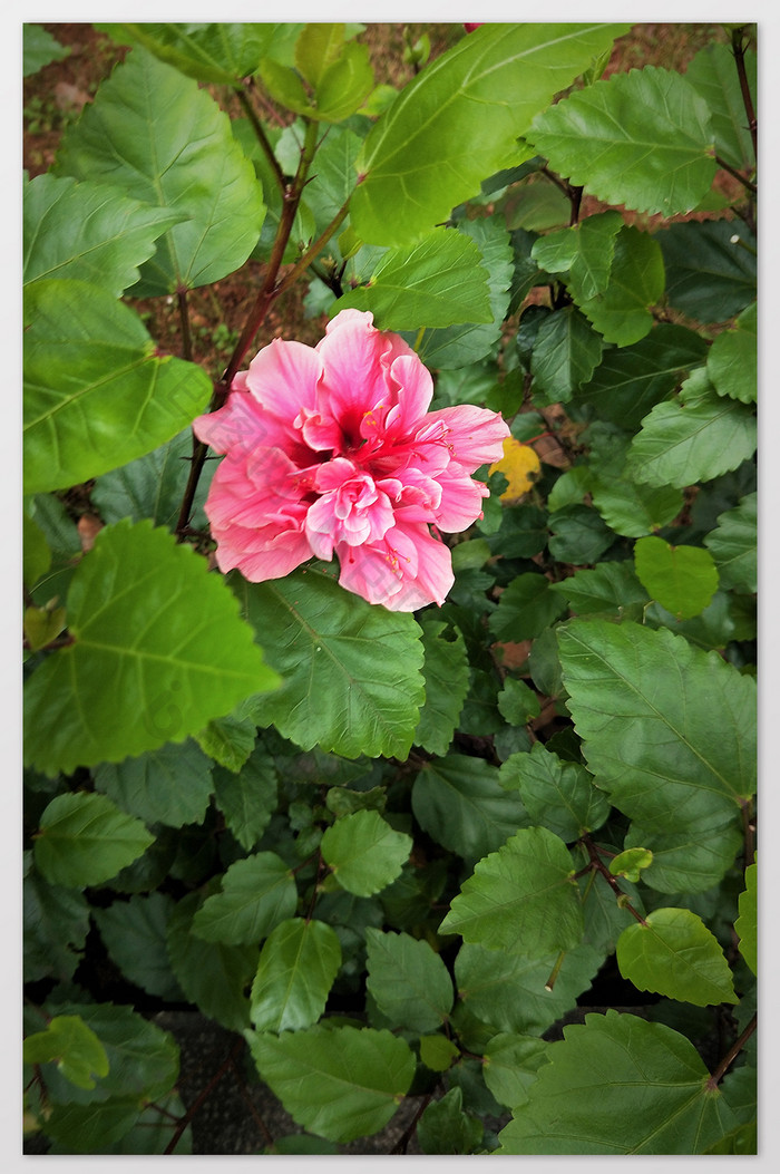 清新绿色树丛中粉红色木槿花摄影图片