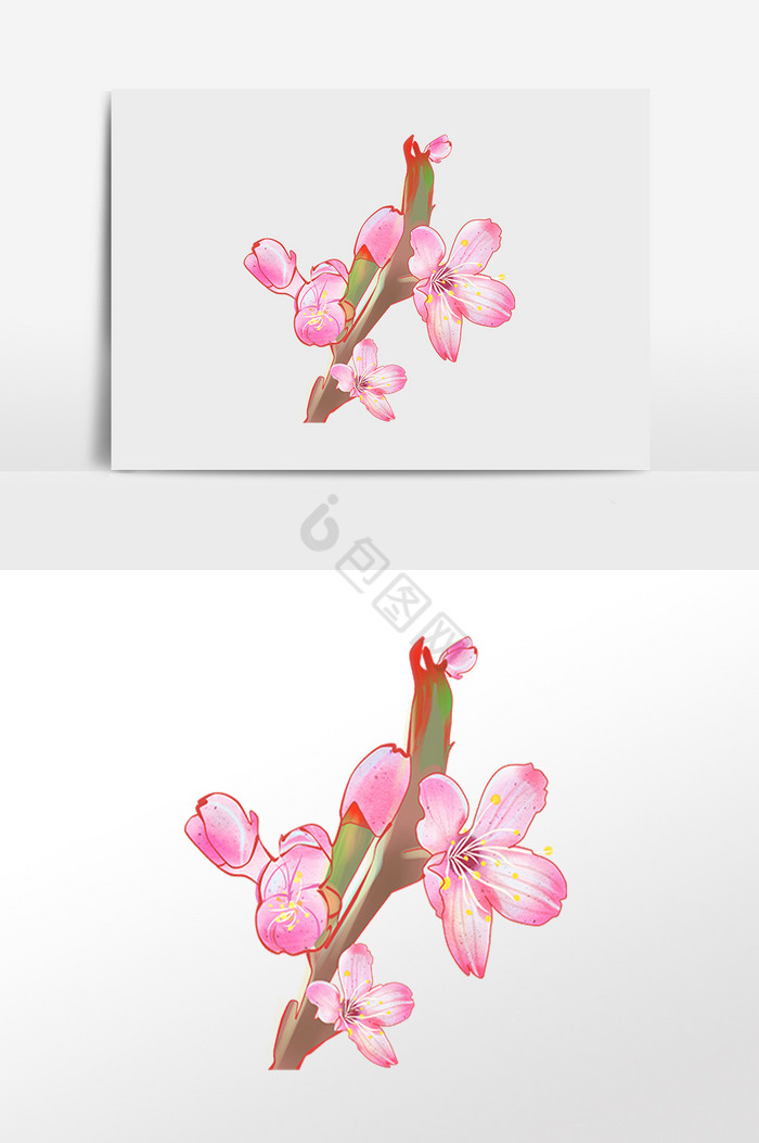 春季樱花花枝插画图片