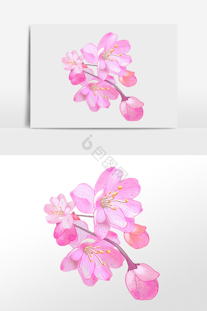 春季植物樱花花朵花瓣插画图片