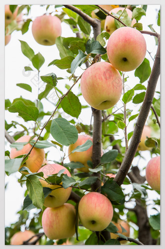 秋天的苹果树摄影图片