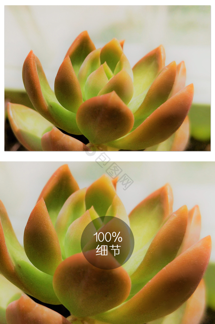 黄丽图片-黄丽素材免费下载-包图网