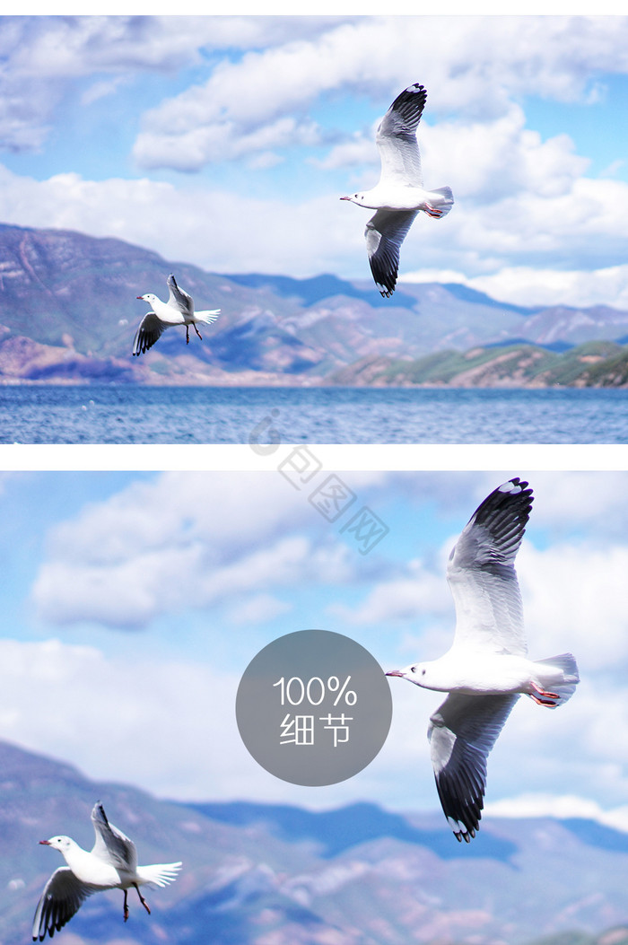 泸沽湖海鸥摄影图片2