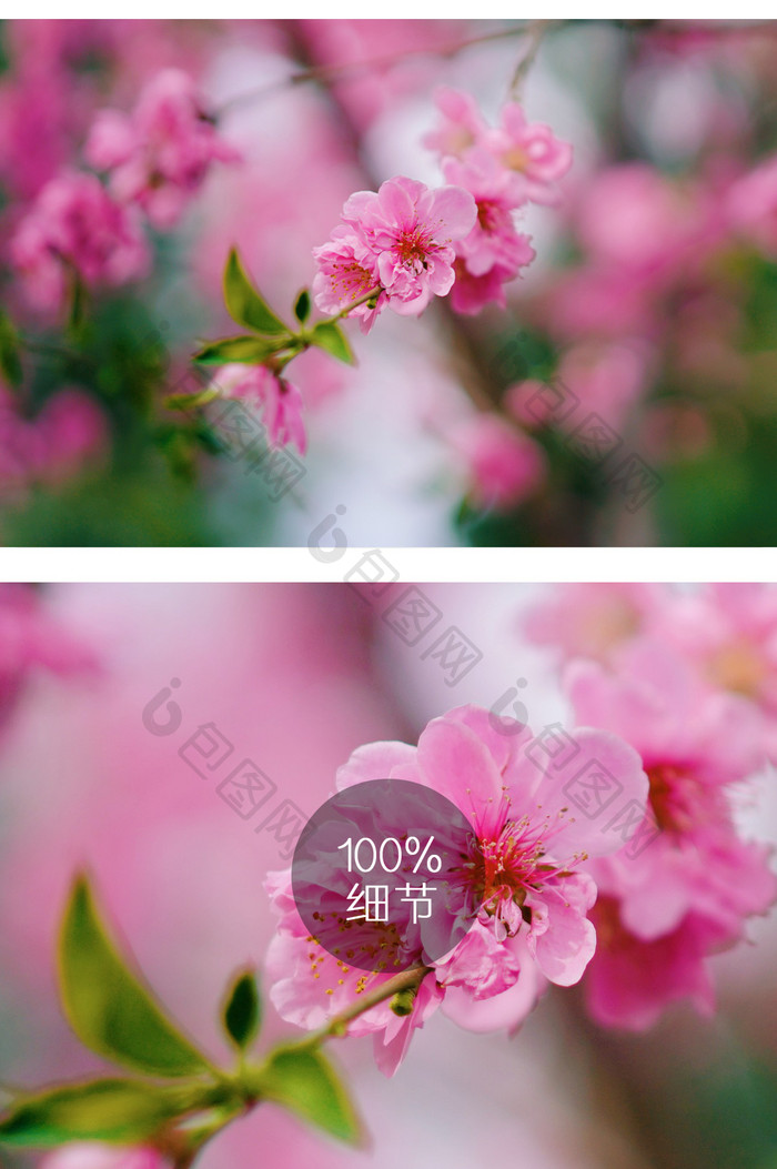 蔷薇科朱砂梅摄影图片
