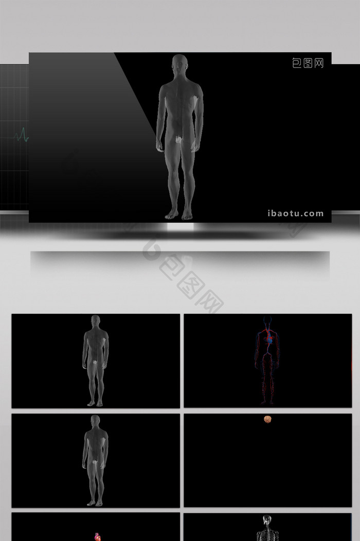 7组4K分辨率三维医疗人体动画