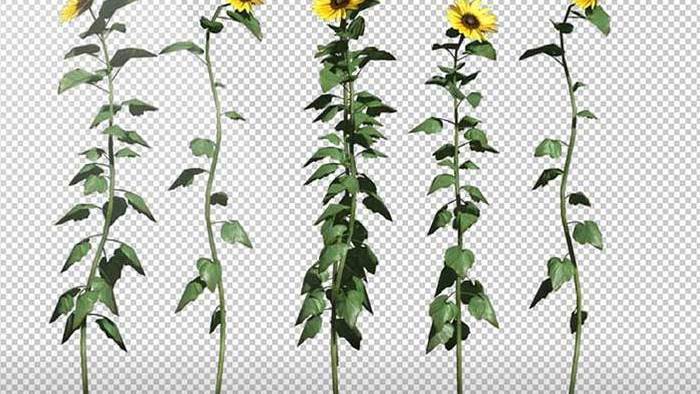 五个透明的朝气向日葵花朵视频素材