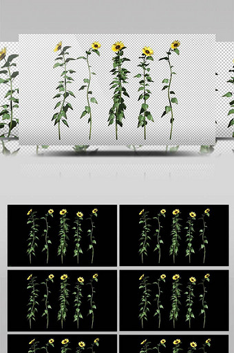 五个透明的朝气向日葵花朵视频素材图片