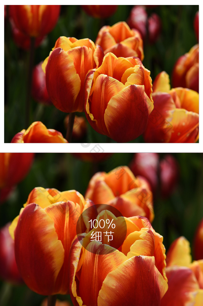 五颜六色的双色郁金香摄影图片9图片图片