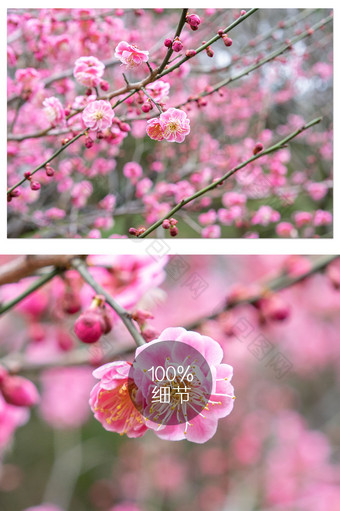 粉色绚丽的梅花盛开摄影图图片