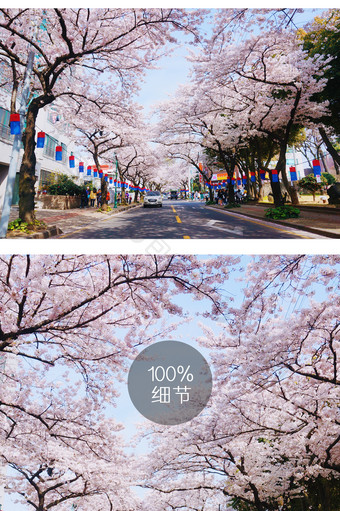 济州岛樱花大道摄影图片