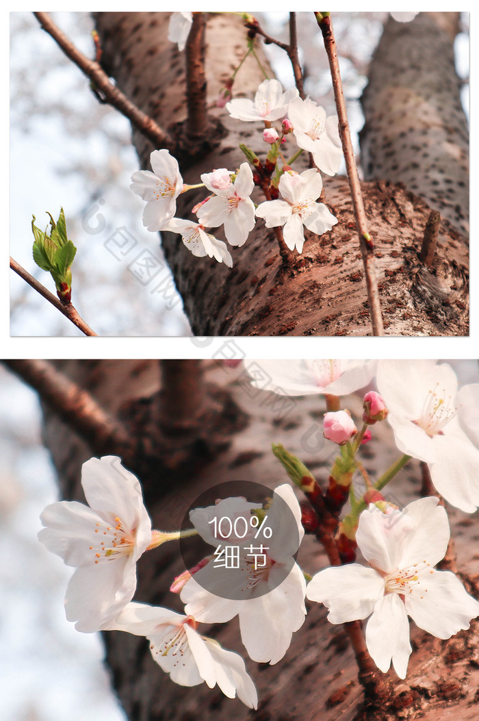 小清新唯美春天醉美樱花节春季摄影图片图片