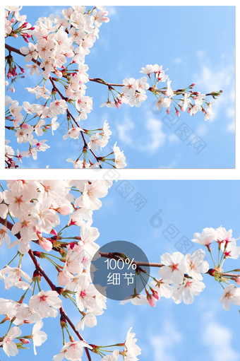 三月樱花季蓝天下粉色梦幻樱花摄影图片