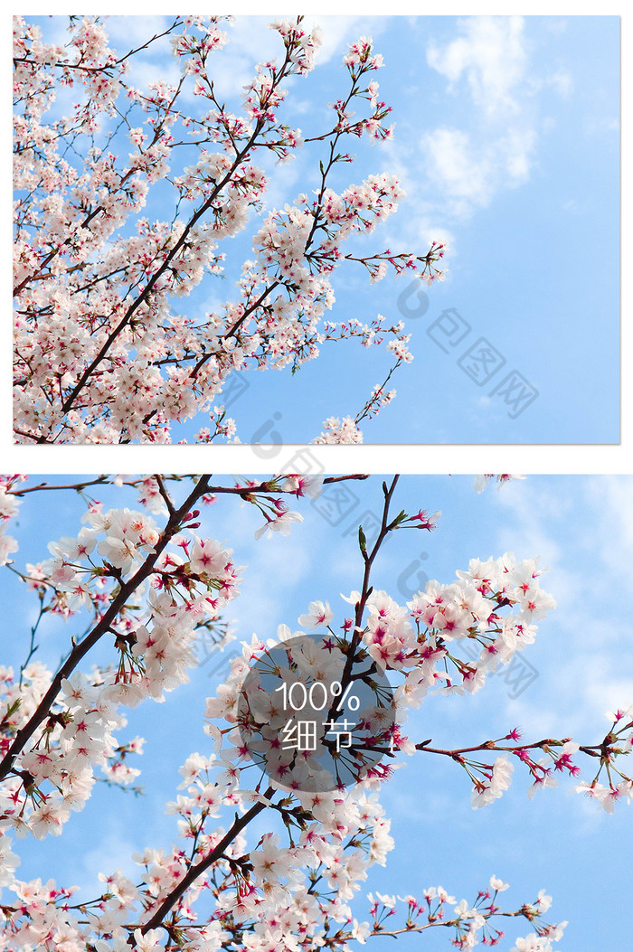蓝天下白色樱花满枝头摄影图片图片